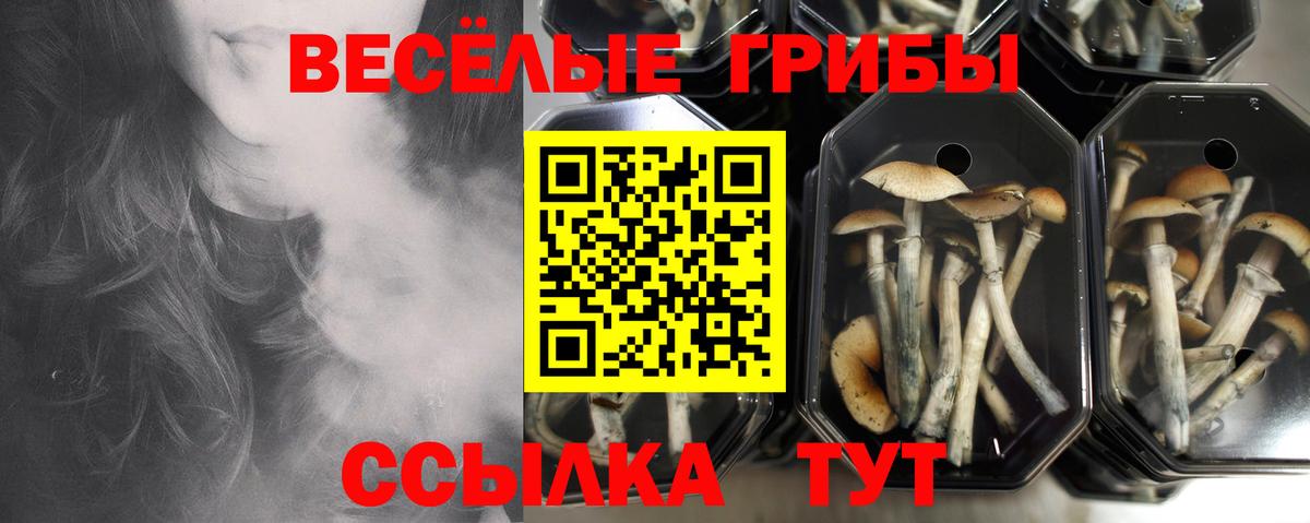 Избербаш  наркошоп  Вход с VPN  Псилоцибиновые грибы MAGIC MUSHROOMS 